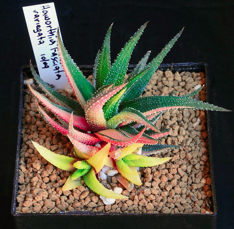 Haworthia fasciata variegata